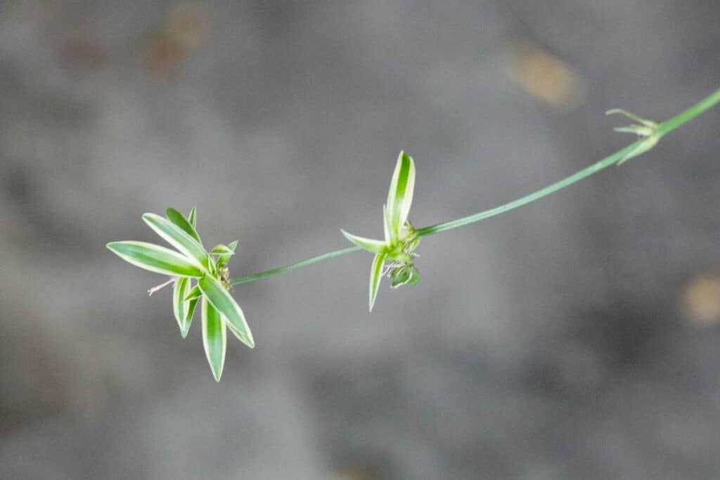 baby spider plants growing 