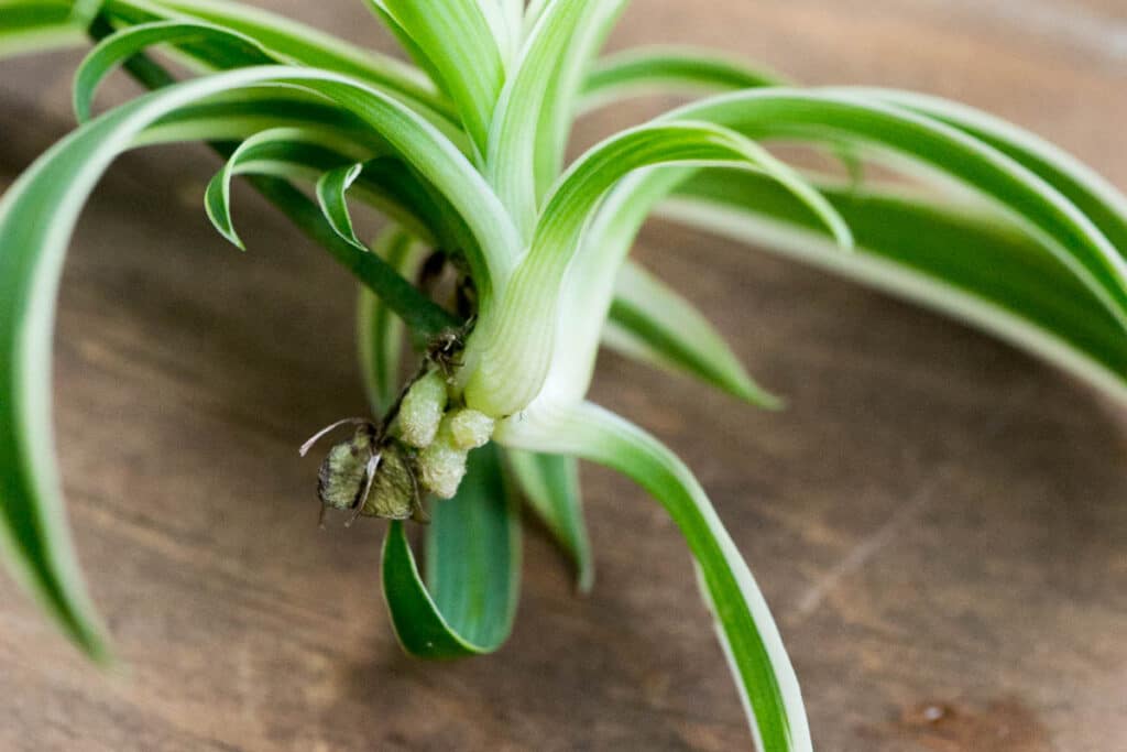 baby spider plant with stubby roots 