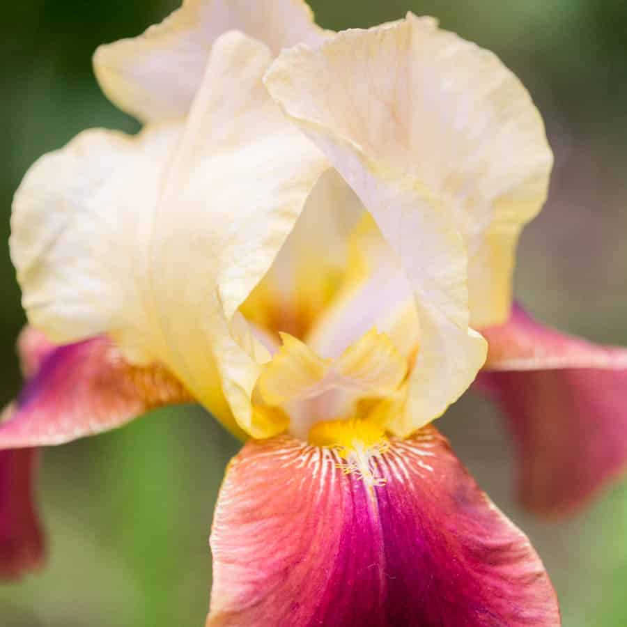 red and yellow bearded iris