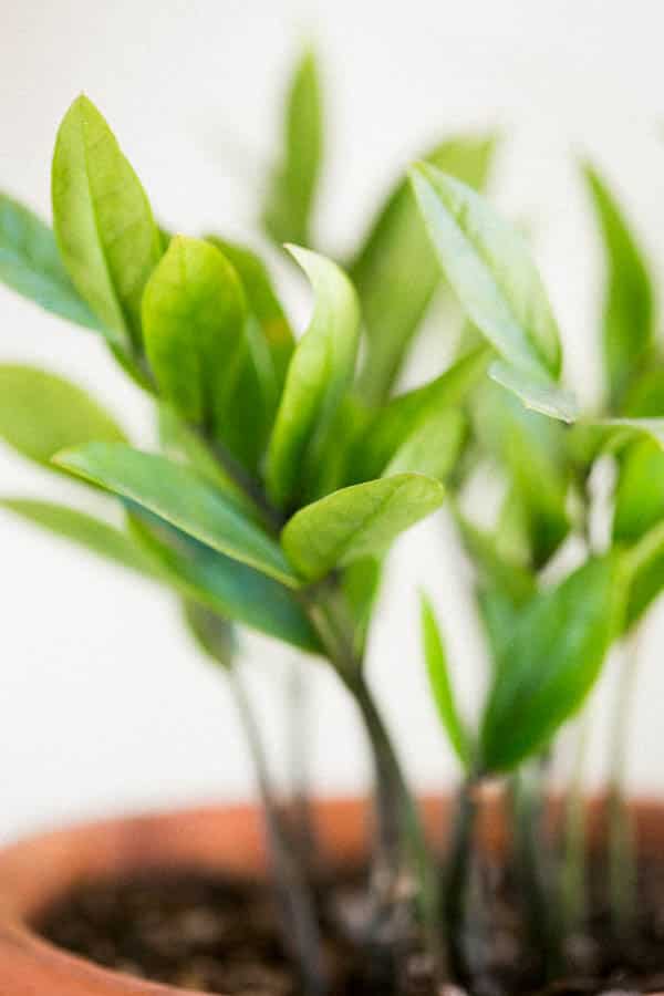 green zz pot plant in a terra cotta pot