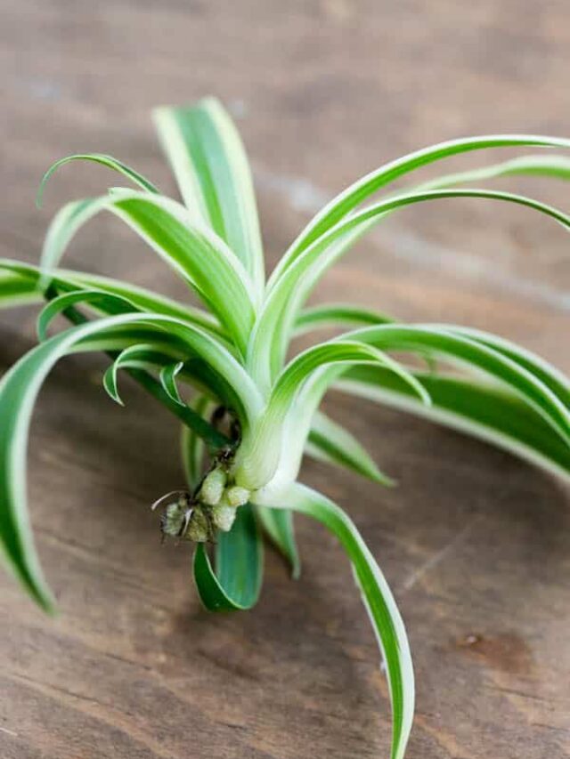 How To Propagate Spider Plants Green Garden Cottage how-to-propagate-spider-plants-green-garden-cottage