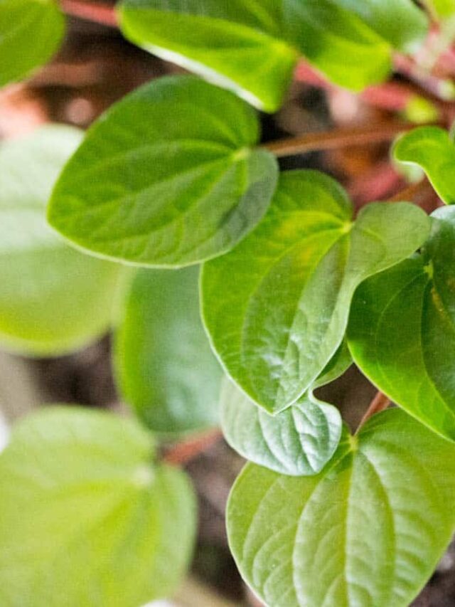 Peperomia Care (Best Tips!!)