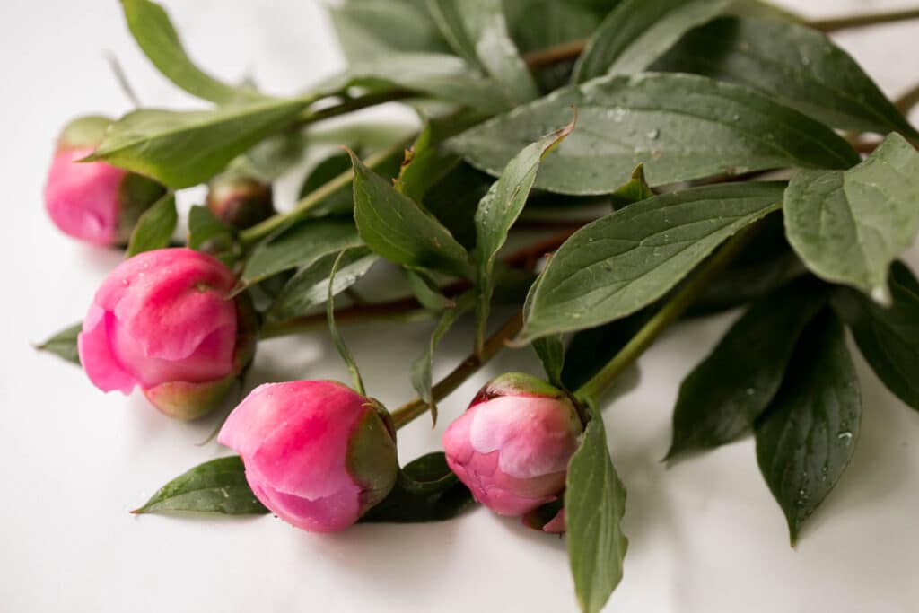 cut pink peony flowers