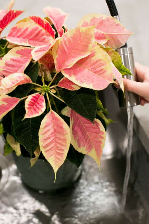 tap water being used to water poinsettia