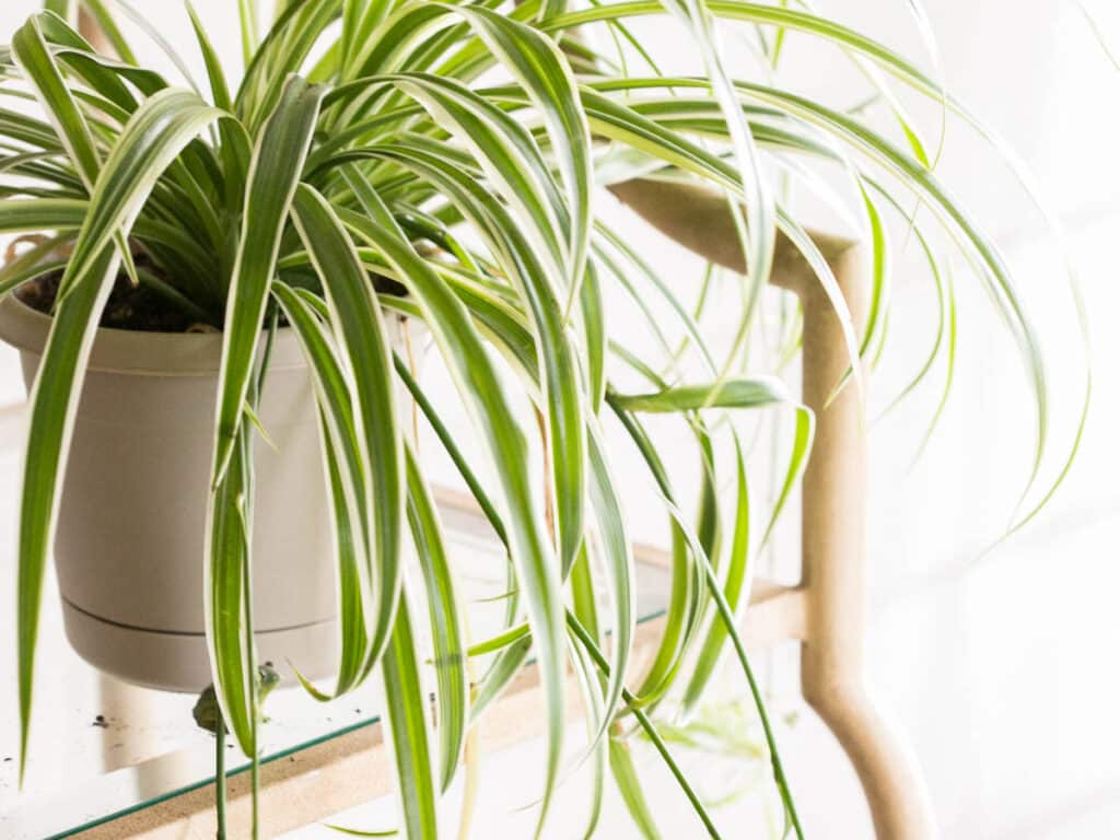 mature spider plant with baby spider plants on stolens