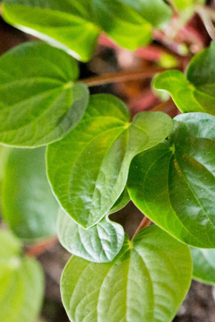 green leaves on peperomia plant
