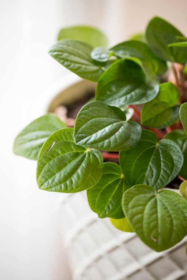 green peperomia plant in a white pot 