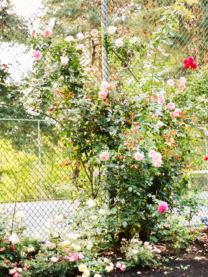 pink and red roses climb the tennis court fence at the Portland rose garden. 