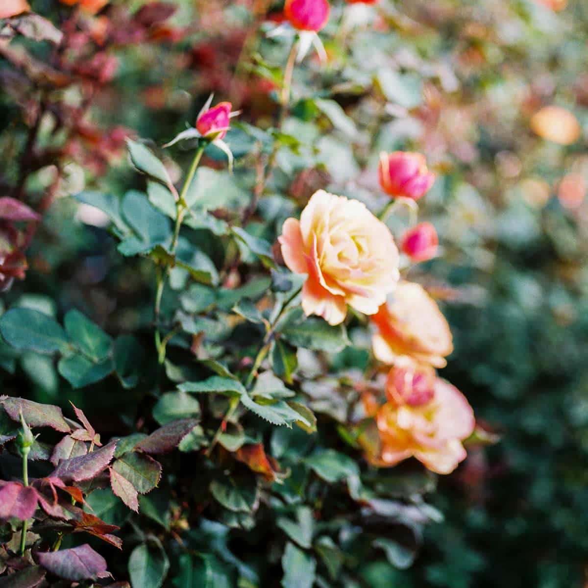 Best Local Guide To The Portland Rose Garden