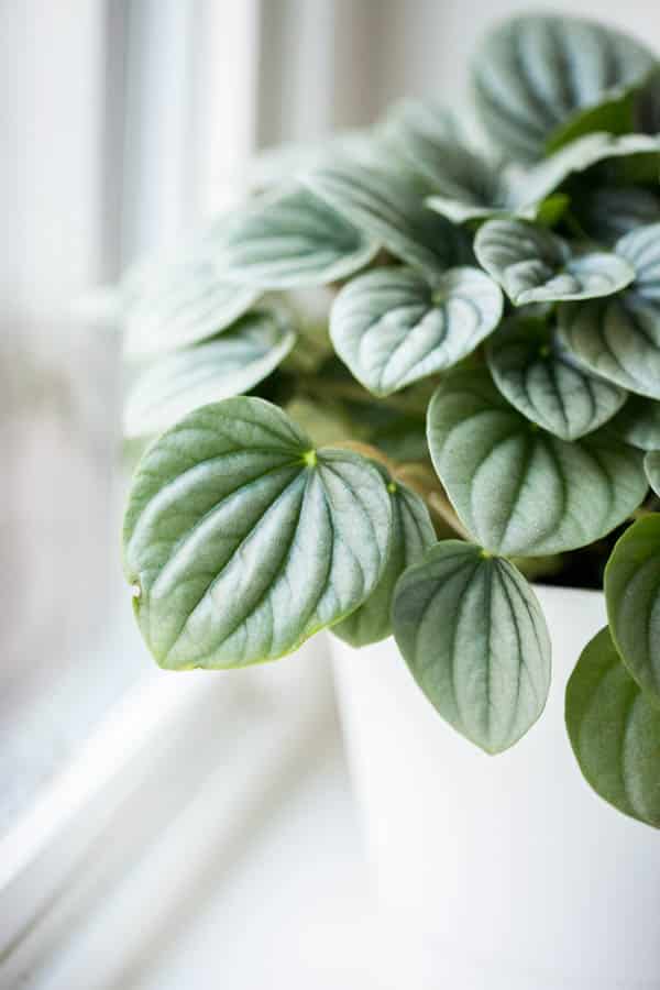 silver ripple peperomia plant in a white container sitting in a windowsill in indirect light