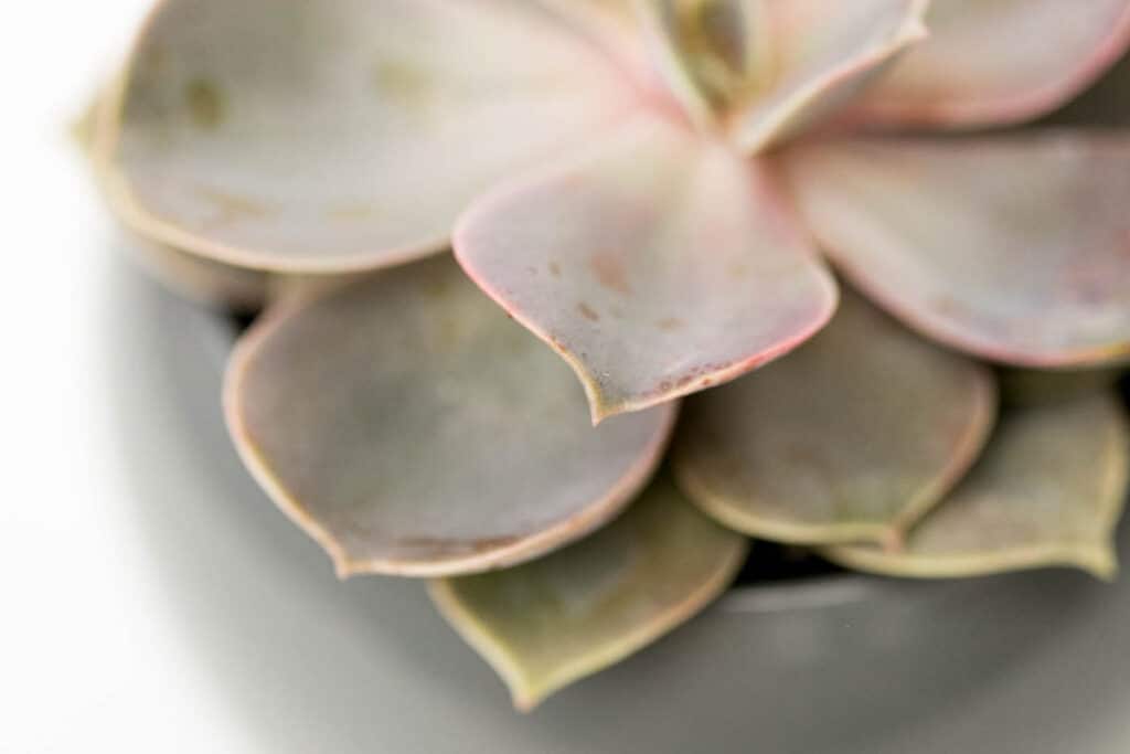 up close chicks and hens succulent