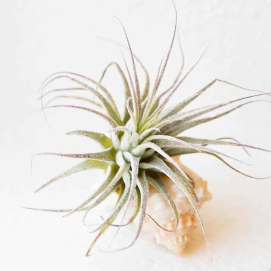 air plant growing in a shell 