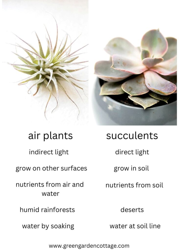 air plants verses succulents graph showing differences between the two 