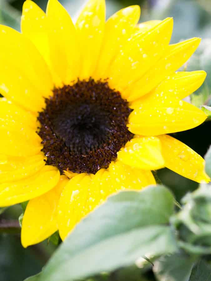 yellow sunflower with brown center