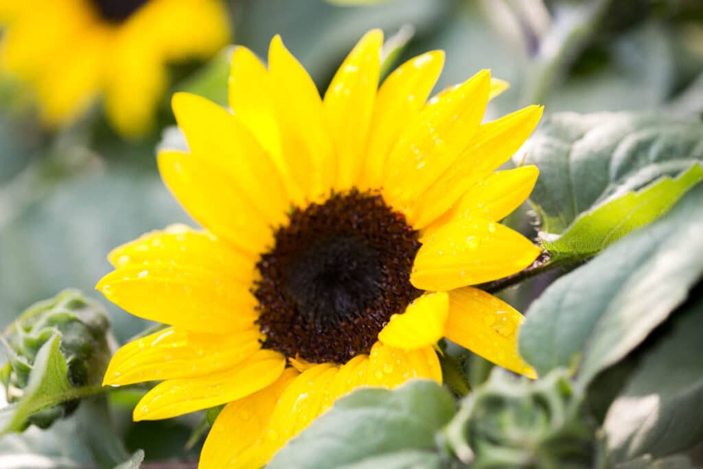 dwarf sunflower with raindrops and brown center