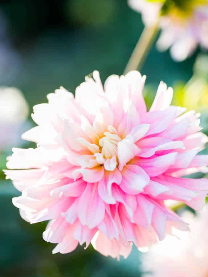 beautiful pink and white dahlia flower that has been fertilized with miracle gro