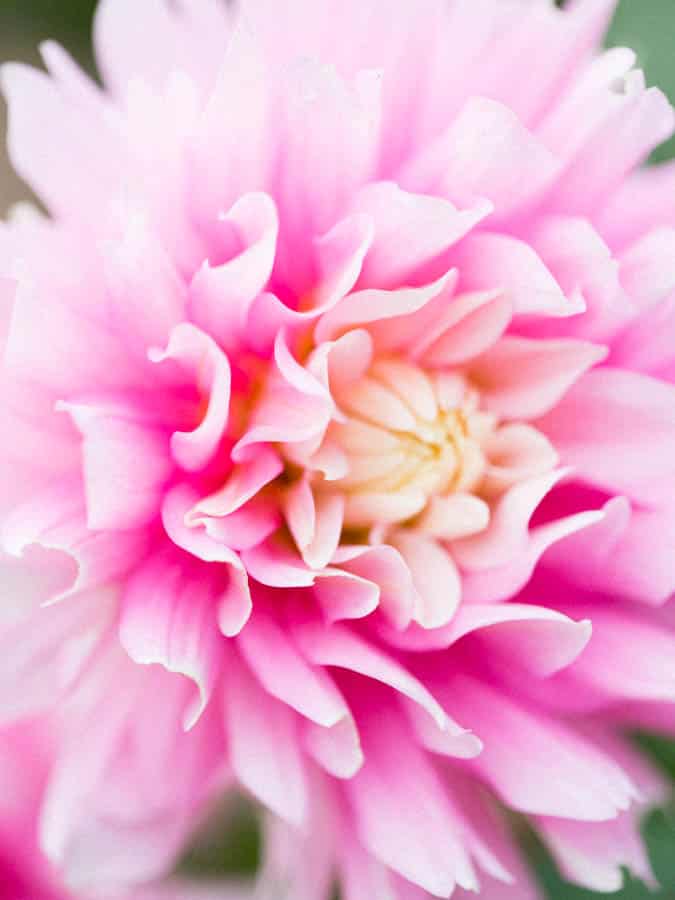 pink dahlia flower that is healthy from being properly fertilized