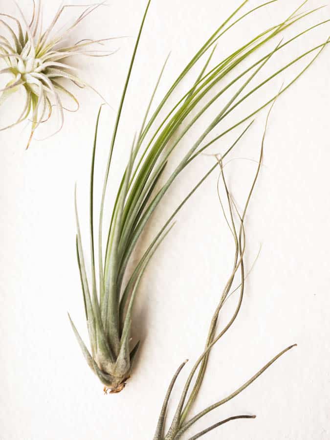 air plants sitting in window light