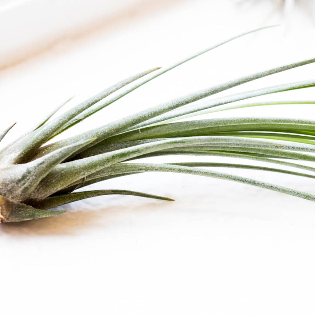 How To Get Air Plants To Bloom (Flower Care Guide!) Green Garden Cottage
