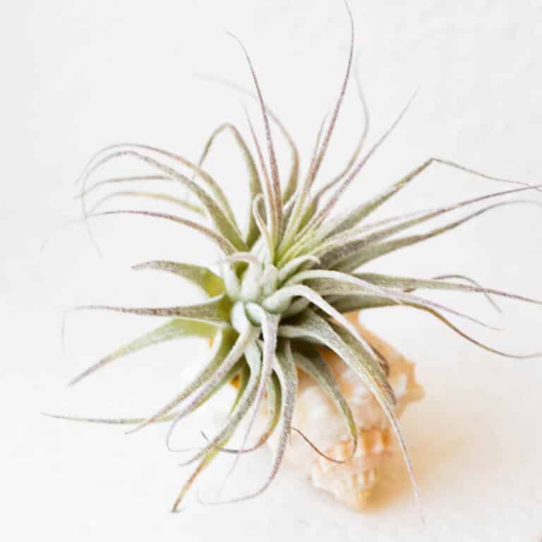Do Air Plants Need Sun Or Shade? Green Garden Cottage
