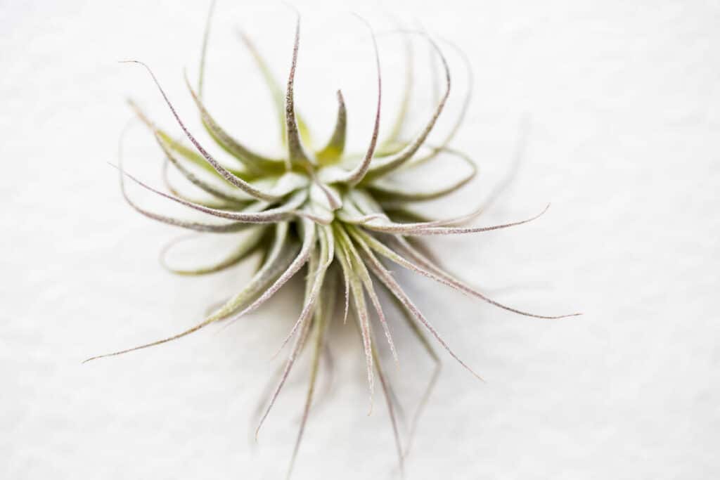 air plant on a window sill in diffused light