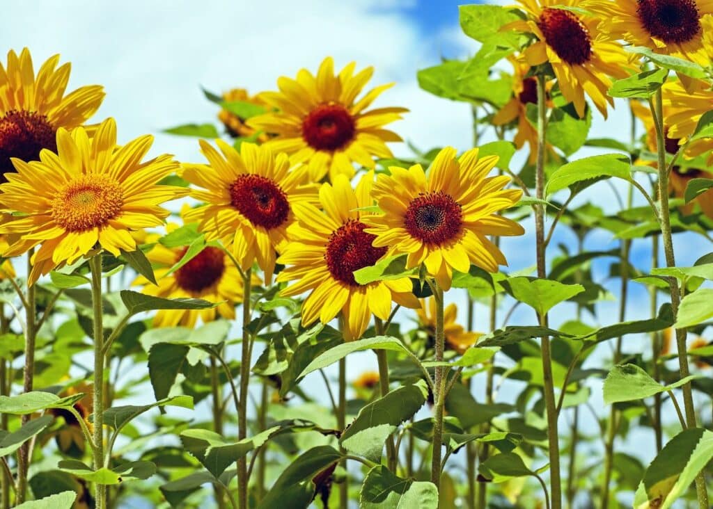 field of tall yellow sunflowers