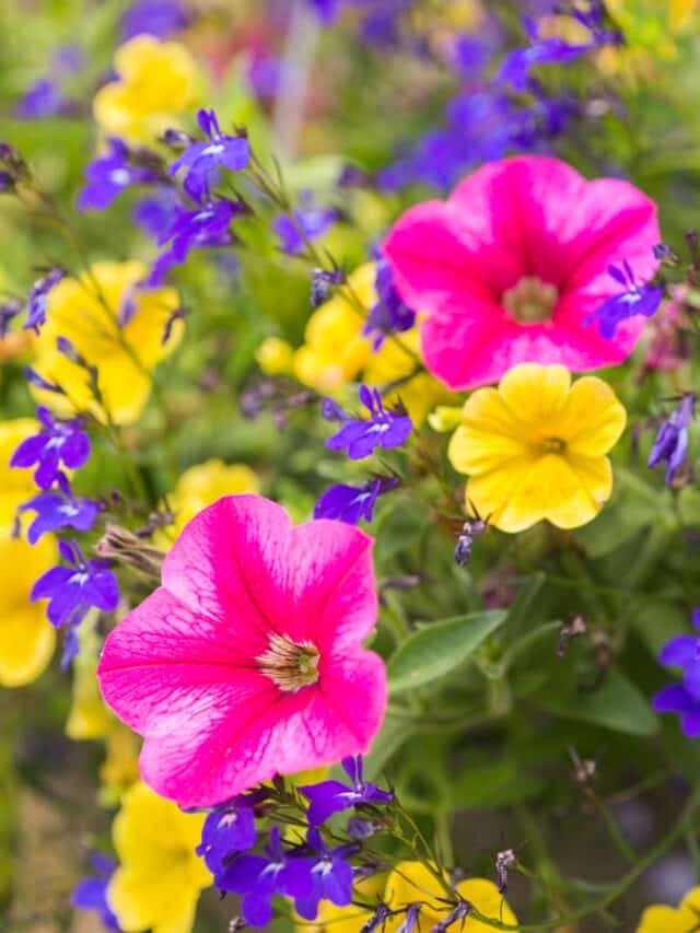 Are Petunias Perennials? (And How To Grow And Care For Them) Green