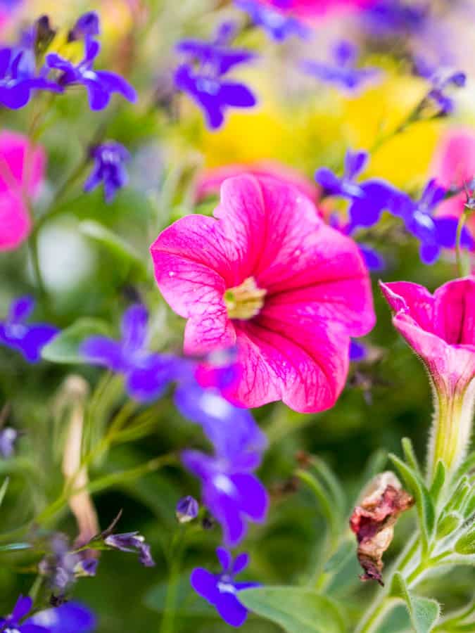 pink petunia with a spent petunia flower that needs to be deadheaded and blue lobelia