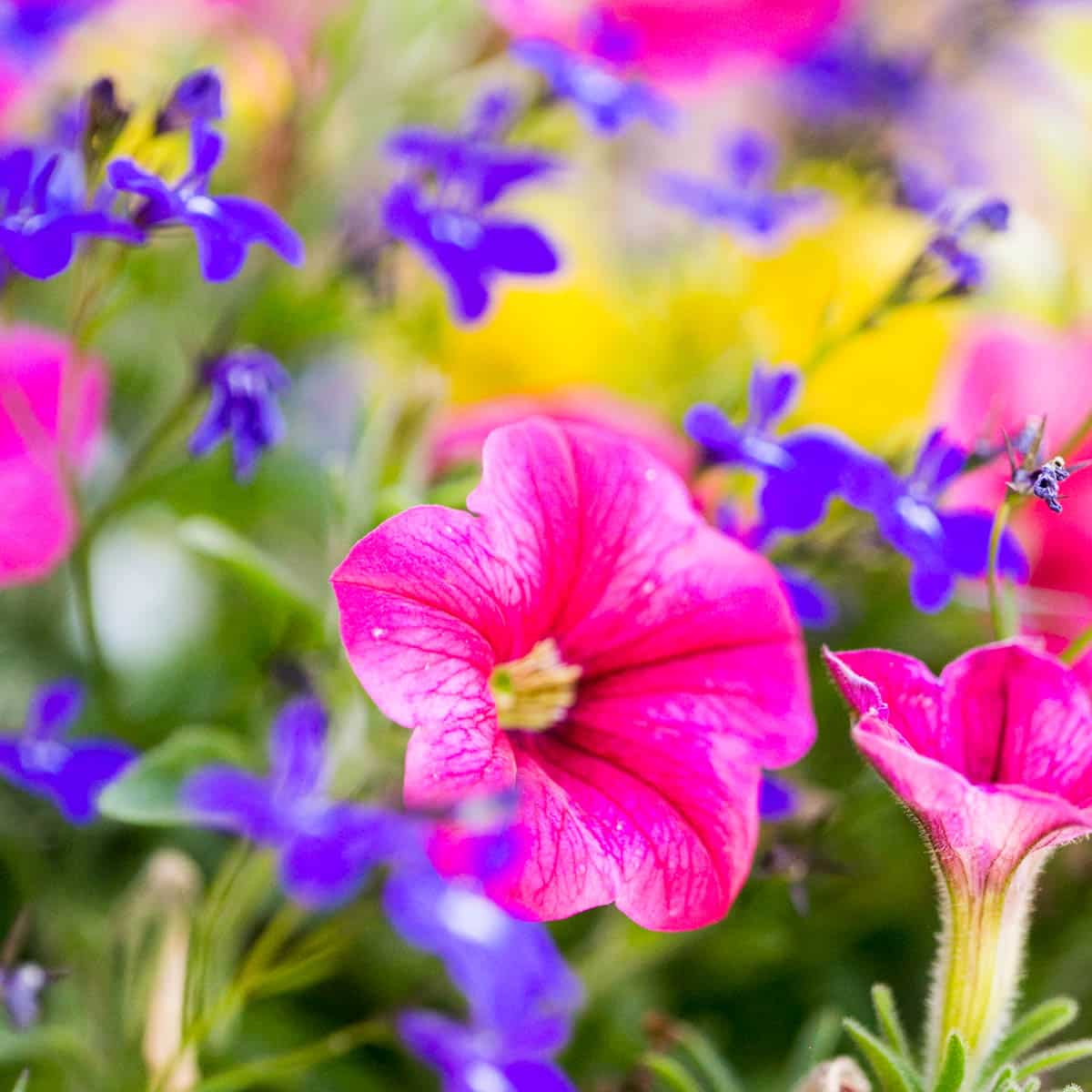 Are Petunias Perennials? (And How To Grow And Care For Them)
