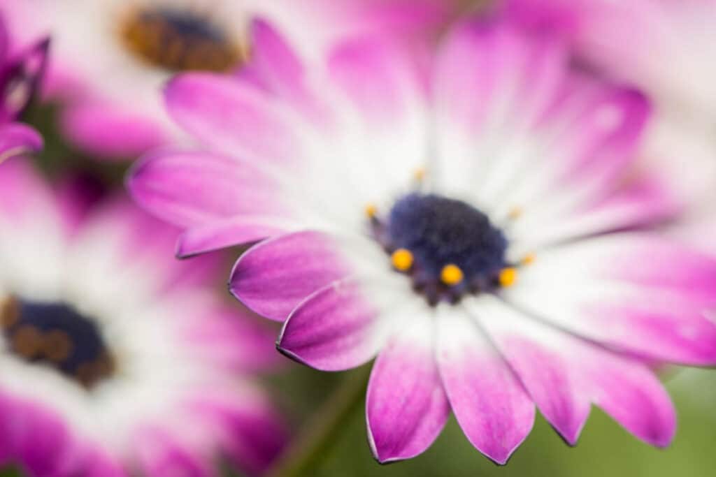 purple african daisy