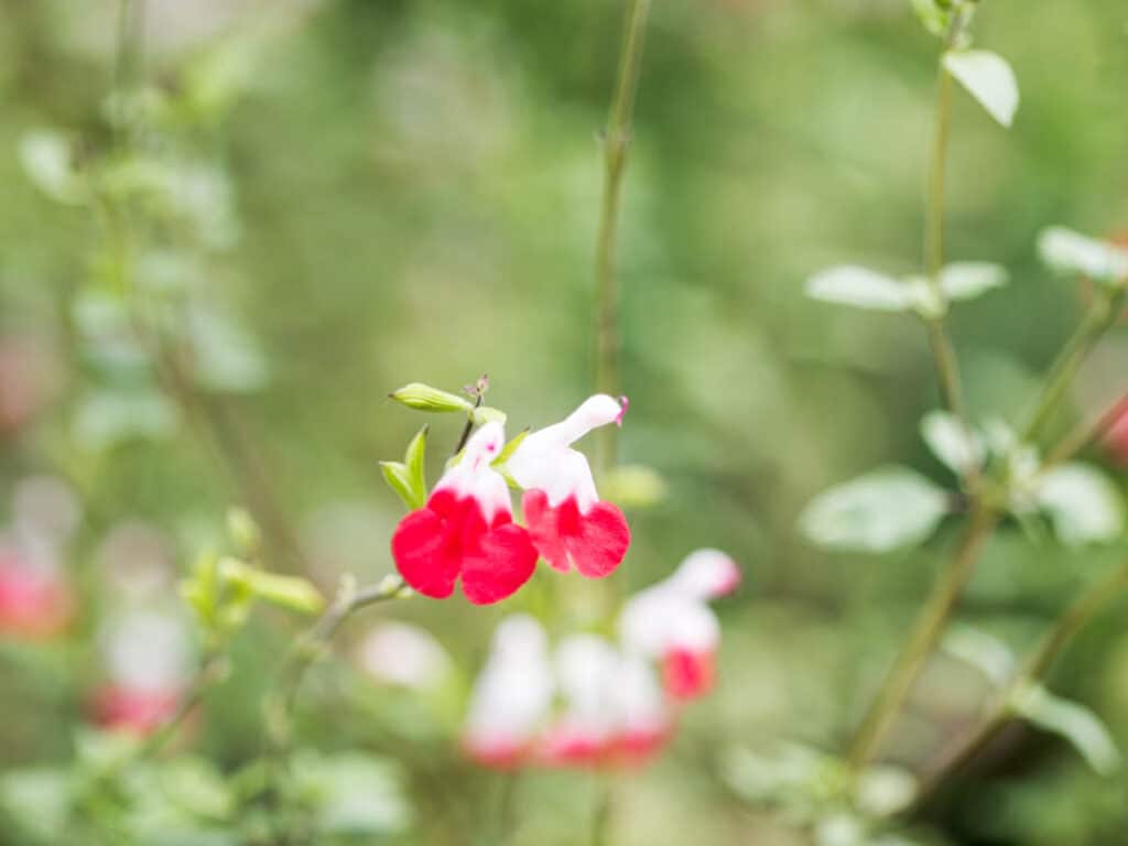 red and white hot lips salvia