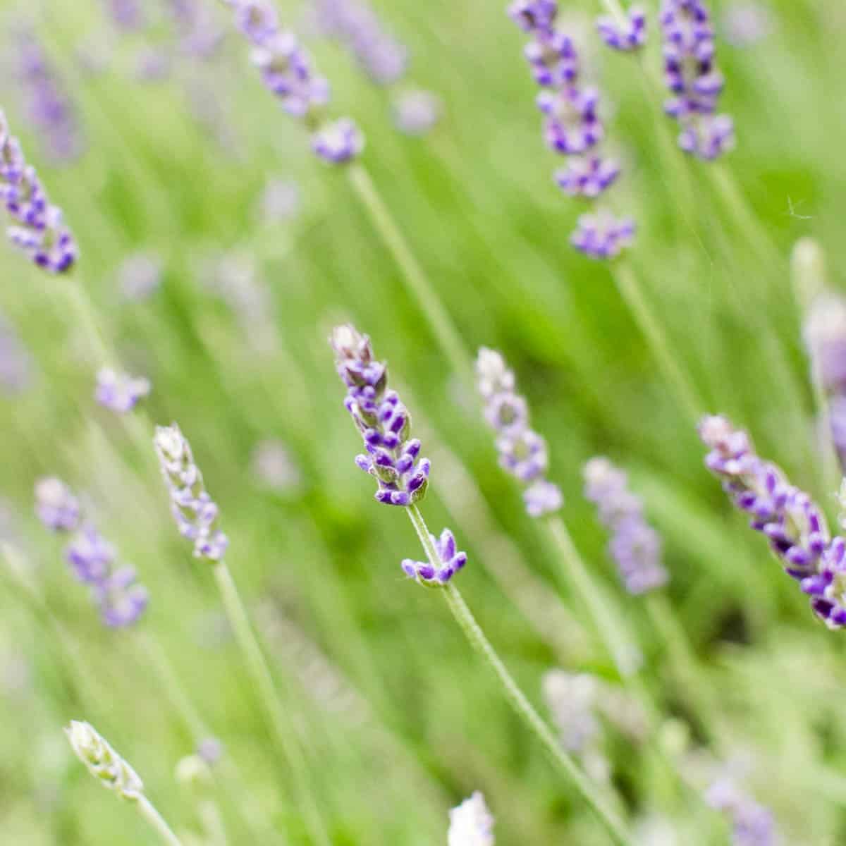 21 Best Companion Plants For Lavender (Easy To Grow!)