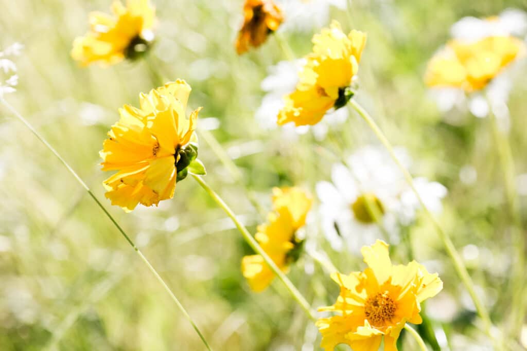 yellow flowers 