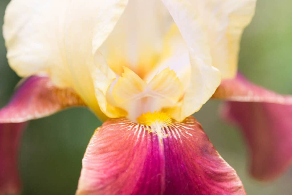 red and yellow iris 