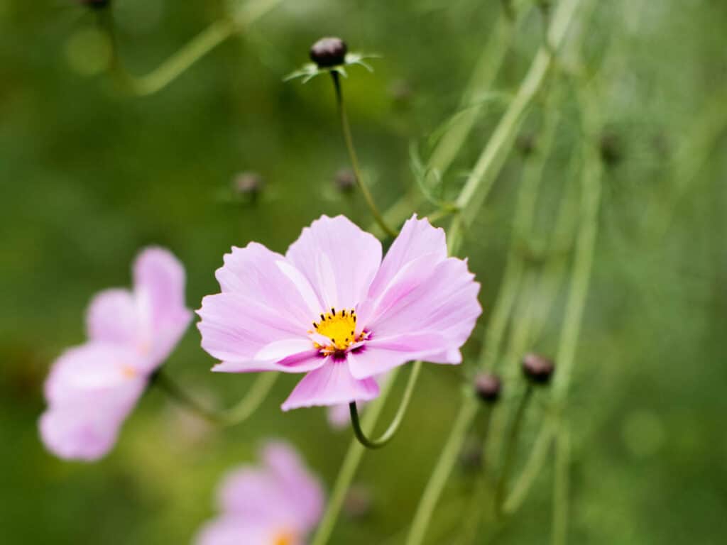 pink cosmos flowers