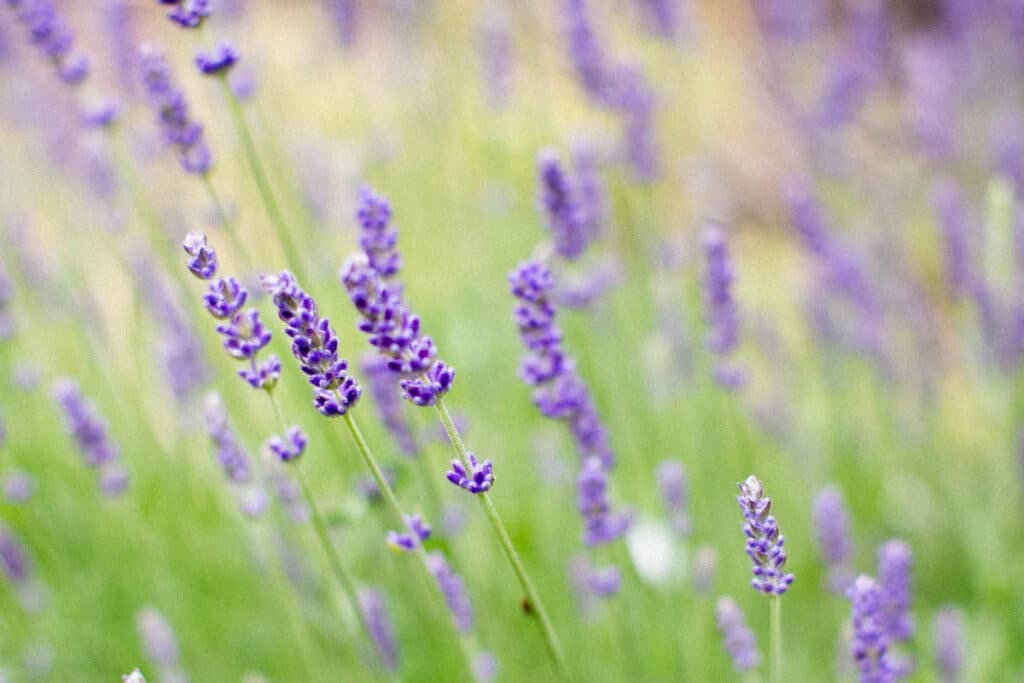 easy to grow lavender in a field 