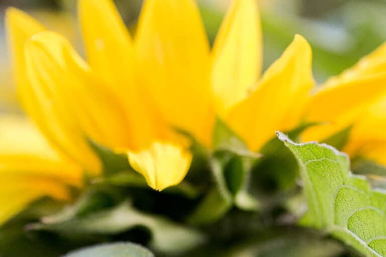 20 Low Maintenance Flowers Busy People Will Love Green Garden Cottage