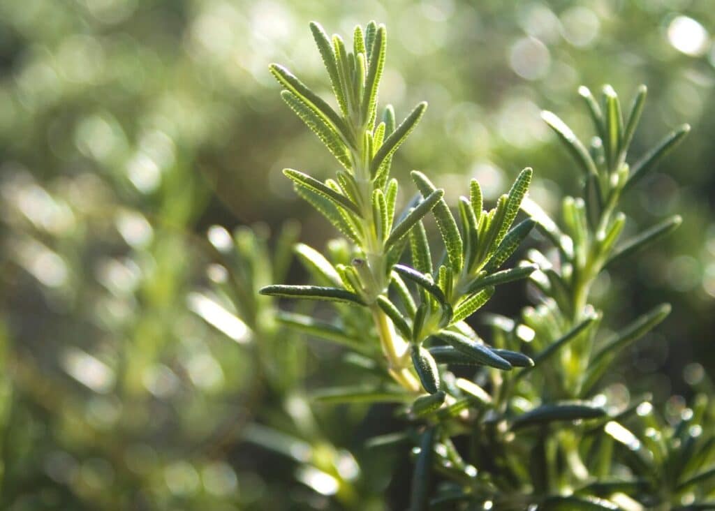 green rosemary with setting sunlight