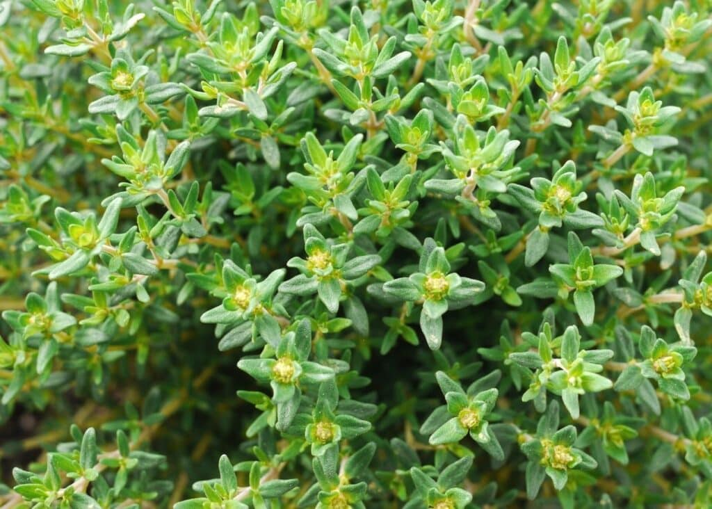 green thyme plant