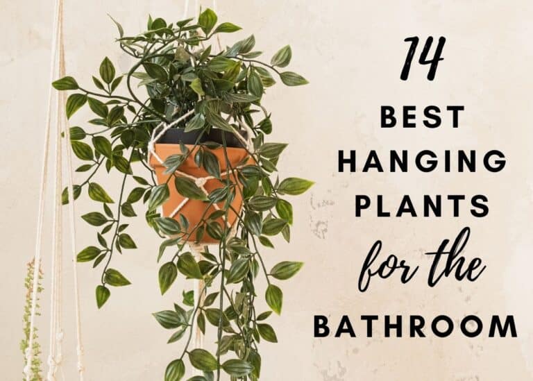 14 Best Hanging Indoor Plants For the Bathroom Green Garden Cottage