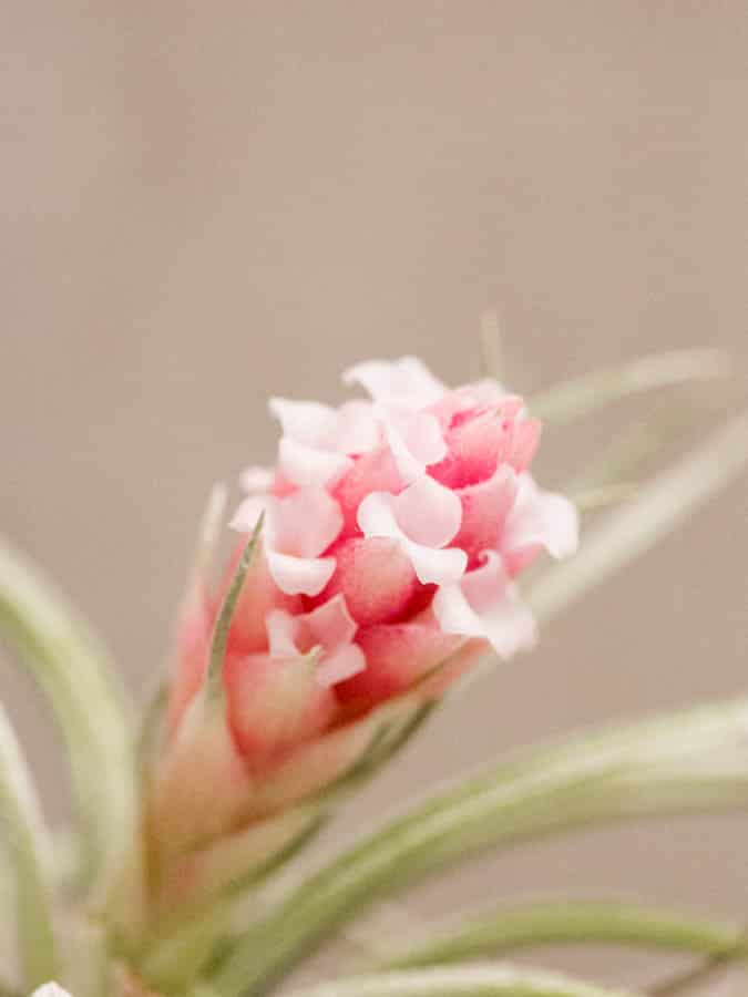 pink and white blooming air plant tillandsia