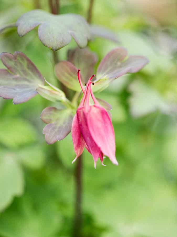 pink columbine flower that has not opened yet