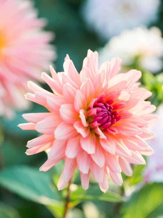 MUST-HAVE TIPS FOR GROWING DAHLIA FLOWERS!