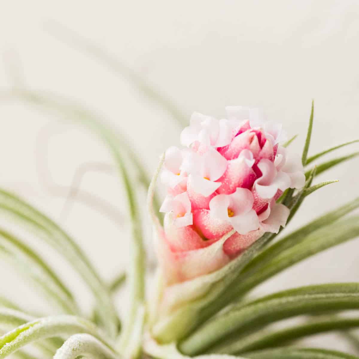 How To Get Air Plants To Bloom (Flower Care Guide!)