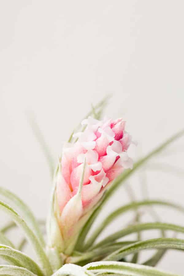 blooming air plant with pink flowers.  