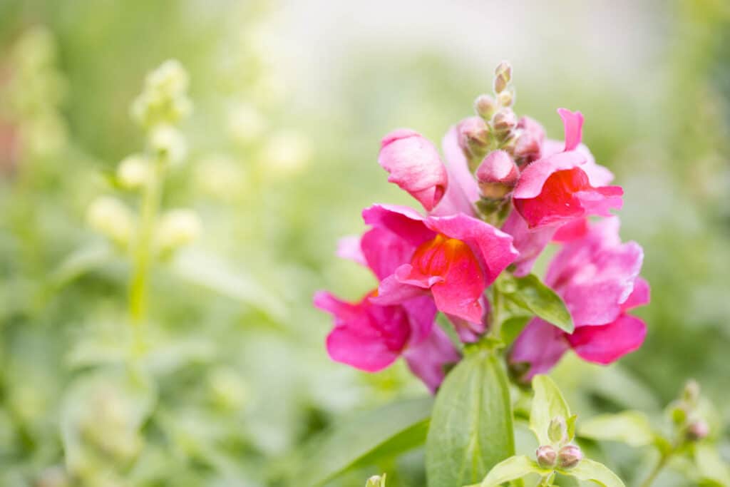 pink snapdragons growing in a fall garden