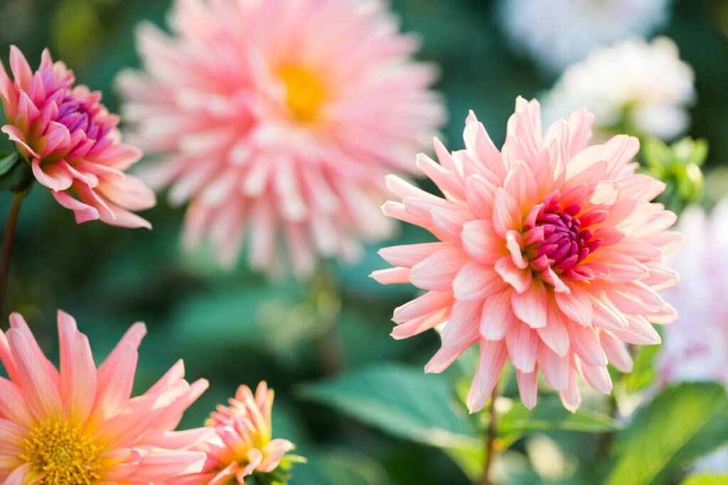 Image of Compost for dahlias