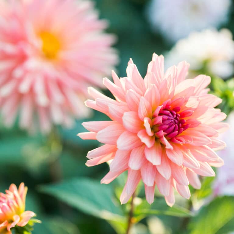 The Best Soil For Dahlias (Tips For Growing Great Flowers)