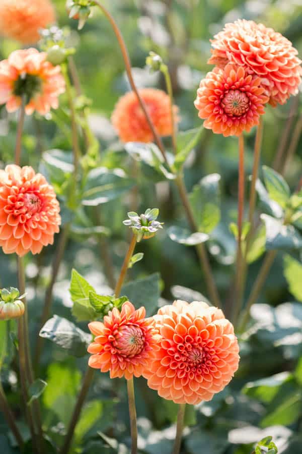 orange dahlia flowers 