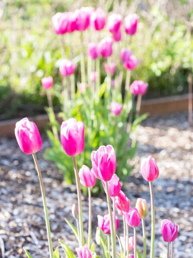 How To Plant Tulip Bulbs